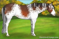 Horse Color:White Spotted Bay Splash Rabicano 