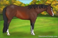 Horse Color:Bay Sabino 