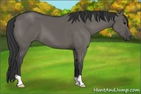 Horse Color:Grullo