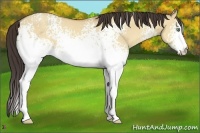Horse Color:White Spotted Amber Champagne Dun Rabicano 