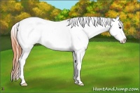Horse Color:Bay Sabino Appaloosa 