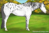 Horse Color:White Spotted Black Appaloosa 