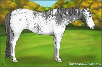 Horse Color:White Spotted Black Sabino Blanket 