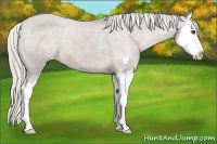 Horse Color:Silver Black Sabino Splash Appaloosa 