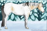Horse Color:White Spotted Buckskin Dun Tobiano 