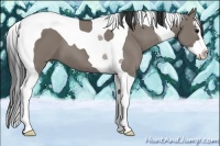 Horse Color:Grullo Splash Tobiano 
