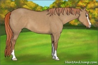 Horse Color:Red Dun Sabino