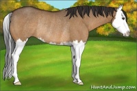 Horse Color:Bay Dun Sabino Splash Rabicano 