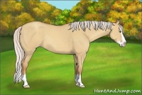Horse Color:Silver Classic Champagne Dun Sabino Splash 