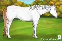 Horse Color:White Spotted Chestnut 