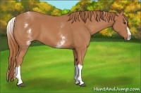 Horse Color:White Spotted Chestnut Splash