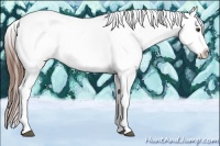 Horse Color:Chestnut Splash Tobiano Appaloosa