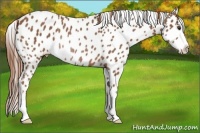 Horse Color:Chestnut Sabino Appaloosa Rabicano 