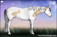 Horse Color:Amber Champagne Dun Sabino Splash Tobiano