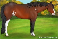 Horse Color:Bay Sabino 