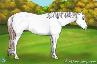 Horse Color:Black Tobiano Frame Appaloosa
