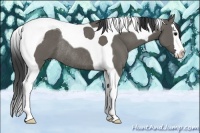 Horse Color:Grullo Sabino Splash Tobiano Rabicano