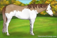 Horse Color:Red Dun Splash Frame Rabicano 