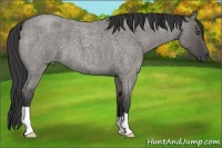 Horse Color:Grullo Roan 