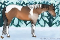 Horse Color:Buckskin Tobiano 