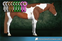 Horse Color:Chestnut Tobiano