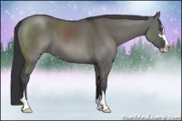Horse Color:Grullo Sabino 