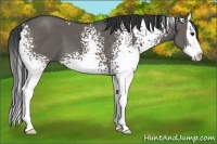 Horse Color:White Spotted Grullo Splash 