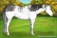 Horse Color:White Spotted Grullo Splash 
