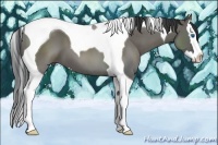 Horse Color:Grullo Sabino Splash Tobiano 