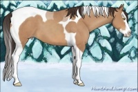 Horse Color:Amber Champagne Splash Tobiano 