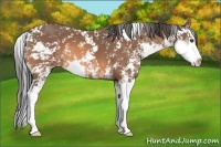 Horse Color:Buckskin Sabino Splash