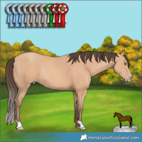 Horse Color:Amber Champagne Rabicano 