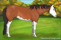 Horse Color:Bay Splash 