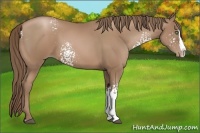 Horse Color:White Spotted Black Pearl Splash Rabicano