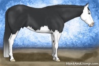 Horse Color:Black Sabino Splash 