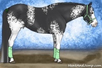 Horse Color:White Spotted Black Splash 