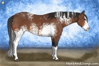 Horse Color:White Spotted Bay Splash Rabicano 