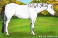 Horse Color:White Spotted Blue Roan 