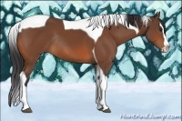 Horse Color:Bay Sabino Splash Tobiano Rabicano 