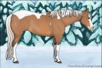 Horse Color:Silver Buckskin Splash Tobiano Rabicano