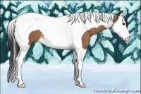 Horse Color:Buckskin Splash Tobiano 