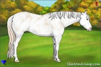 Horse Color:Red Dun Pearl Sabino Splash 