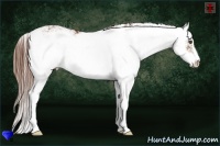 Horse Color:Chestnut Sabino