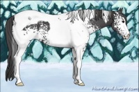 Horse Color:White Spotted Smoky Black Tobiano 