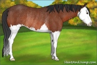 Horse Color:Bay Sabino Splash Rabicano 