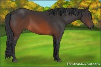 Horse Color:Brown Sabino