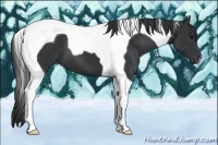 Horse Color:Black Tobiano 