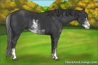 Horse Color:Black Sabino 
