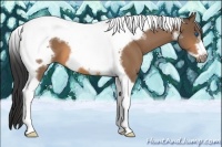 Horse Color:Buckskin Tobiano Frame 