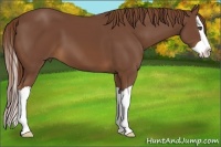 Horse Color:Chestnut Splash